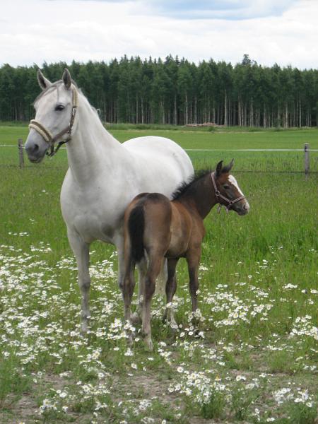 keiju 8vkoa ja goldie tuli 029.jpg - Keiju 8 viikkoa